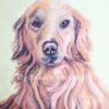 Golden Retriever Dog Pastel Painting -GIFTS WITH HEART Sales Golden retriever pastel