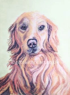 Golden Retriever Dog Pastel Painting