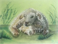 Original Welsh Lamb Pastel Picture